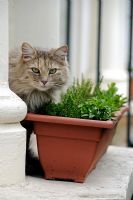 Lovely long haired domestic cat next to a window box full of herbs - Highbury, London 