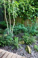 Small urban garden with wooden fence, Betula, fern and slate mulch chippings - Highgate, London