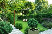 Small urban garden with wooden decked path, container with Pinus and metal arch with Passiflora - Highgate, London