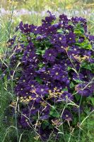  Clematis 'Etoile Violette', Fakenham, Norfolk