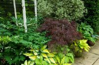 Small urban garden with shady border of Acer, Hostas, Dicentra, Pittosporum and Betula - NGS garden, Foster Road, Peterborough, Cambridgeshire
