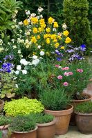 Small urban garden with containers of marjoram, Lavandula, Argyranthemum, Erysimum, Cheiranthus and Thymus - NGS garden, Foster Road, Peterborough, Cambrideshire