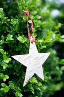 Making Christmas decorations from birch bark - Finished star decoration, hanging in tree