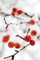 Malus - Crab apples in winter