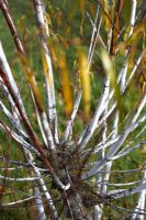 Salix daphnoides 'Wynter Bloom' - Violet Willow.