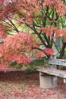 Acer palmatum 'Seiryu' with Autumn leaves falling on wooden bench