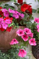 Wall mounted terracotta planter with Surfinias and Petunias, Begonias and Busy Lizzies
