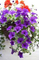 Hanging basket with Surfinias, Petunias, white Bacopa and red Pelargoniums
