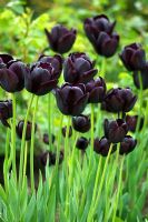Tulipa 'Queen of Night' 