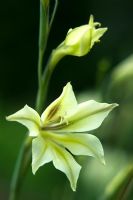 Gladiolus tristis 