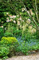 Mixed border of Euphorbia, Myosotis, Rhododendron and Tiarella - The White House, Keyworth, Nottinghamshire