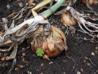 Allium cepa - Onion 'Stuttgarter Giant', close up of mature bulb
