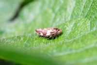 Philaenus spumarius - Common Froghopper. Adult Larvae are the familiar producers of cuckoo-spit in gardens