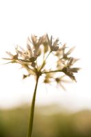Allium ursinum - Ramsons