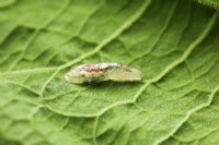 Syrphus - Hoverfly larva on leaf