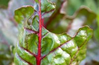 Slug or snail damage on chard leaves