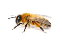 Dasypoda altercator - Hairy Legged Bee 