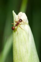 Myrmica rubra - European fire ant or common red ant, eating wild garlic flower bud
