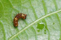 Orgyia antiqua - Vapourer moth larva on leaf