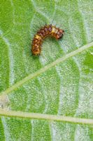 Orgyia antiqua - Vapourer moth larva 