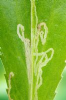 Leaf mines on Leucanthemum leaf caused by the larvae of some Lepidoptera species, probably a Bucculatricid Leaf-Miner