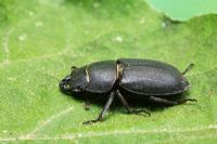 Dorcus parallelopipedus - Lesser Stag Beetle, Sussex, UK