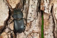 Dorcus parallelopipedus - Lesser Stag Beetle, Sussex, UK
