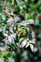 Powdery mildew on Rose, probably due to long dry summer.