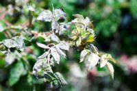 Powdery mildew on Rosa, probably due to long dry summer.