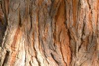 Bark of Calocedrus decurrens - Incense Cedar
