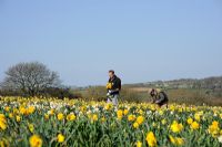 Ron and Adrian Scamp working in the daffodil fields, Cornwall