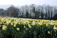 General views of daffodil fields - Ron Scamp's Nursery, Cornwall