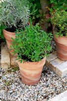 Herbs in containers - Schloss Ippenburg, Germany
