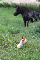 Chickens - Rozenkwekerij de Bierkreek, Ijzendijke, Holland