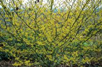 Hamamelis x intermedia 'Swallow Hayes' - Swallow Hayes Garden, Shropshire, NCCPG Collection