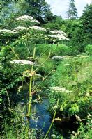 Heracleum mantegazzianum - Giant Hogweed growing by a river