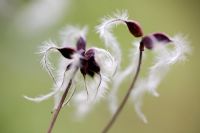 Seedheads of Clematis recta in October
