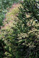 Araucaria araucana - Monkey Puzzle tree with hips of Rosa 'Kiftsgate'in October