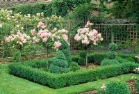 Formal topiary garden with Buxus and Rosa 'Ballerina' trained as standards - The Priory, Wiltshire