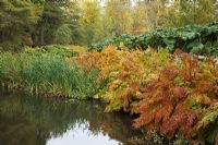 Osmunda regalis, Gunnera manicata and Iris pseudacorus beside a pond - The Savill Garden, Windsor Great Park