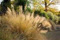 Chionochloa conspicua - The Savill Garden, Windsor Great Park