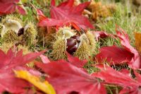 Castanea sativa - Sweet chestnuts lying in the grass with bright red foliage of Acer palmatum 