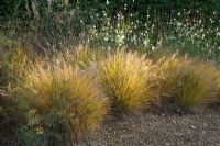 Fluffy plumes of Pennisetum alopecuroides 'Hameln' with white flowers of Gaura lindheimeri 'Whirling butterflies' - The Dry Garden, The Savill Garden, Windsor Great Park