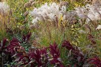 Autumn border with Miscanthus 'Ferner Osten' and dark purple Amaranthus 'Red Cardinal' - The Savill Garden, Windsor Great Park