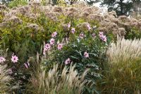 Autumn border with Dahlia 'Magenta Star', Miscanthus sinensis 'Kleine Silberspinne' and Eupatorium purpureum 'Atropurpureum' - The Savill Garden, Windsor Great Park