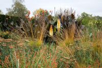 Autumn border with Achillea millefolium 'Walther Funcke', Kniphofia 'Tawny King', Cuphea cyanea, Canna and Molinia caerulea 'heidebraut' - The Savill Garden, Windsor Great Park