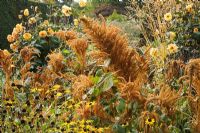Autumn border with Rudbeckia fulgida var. sullivantii 'Goldstrum', Amaranthus cruentus 'Golden Giant' and Dahlia 'David Howard' - The Savill Garden, Windsor Great Park