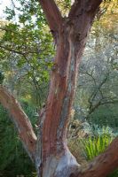 Arbutus x andrachnoides in the Dry Garden, The Savill Garden, Windsor Great Park