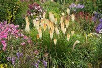 Kniphofia 'Cobra' flowering in border in September with Anemones, Persicaria and Aconitum