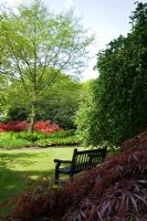 Park bench in shade, in wooland garden in Spring. Planting includes Rhododendron cultivars, Dryopteris affinis ssp. borreri, Hosta ventricosa var. aureomaculata, Rodgersia aesculifolia 'Henrici' and Acer palmatum 'Dissectum' - The Savill Garden, Windsor Great Park
